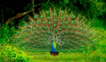20 Days in Sri Lanka Wildlife, incl. Wilpattu and Yala