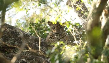 20 Days in Sri Lanka Wildlife, incl. Wilpattu and Yala