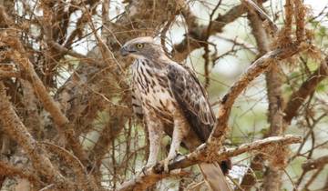 20 Days in Sri Lanka Wildlife, incl. Wilpattu and Yala