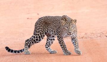 20 Days in Sri Lanka Wildlife, incl. Wilpattu and Yala