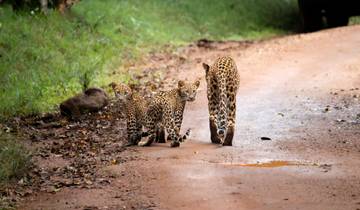 20 Days in Sri Lanka Wildlife, incl. Wilpattu and Yala