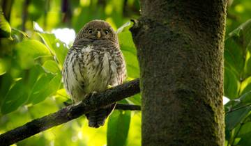 20 Days in Sri Lanka Wildlife, incl. Wilpattu and Yala