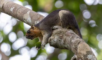 20 Days in Sri Lanka Wildlife, incl. Wilpattu and Yala