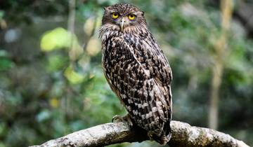 20 Days in Sri Lanka Wildlife, incl. Wilpattu and Yala