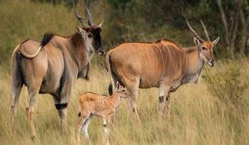 3 Days Kenya Budget Safari to Maasai Mara Tour