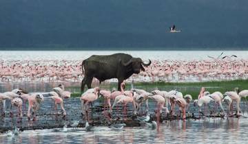 Nakuru Lionhill & Sarova Mara privat geführte Luxussafari - 4 Tage