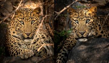 Goldenes Dreieck mit Leoparden Safari & Taj Mahal bei Sonnenaufgang/Sonnenuntergang 6 Tage Rundreise