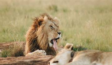 Meilleur safari de 3 jours dans le Serengeti au départ de Mwanza à un prix raisonnable.