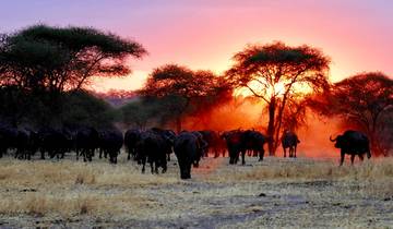 Join Our Exclusive 5-Day Serengeti Migration Safari with affordable price. Tour