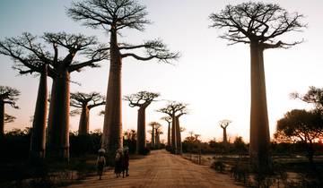 Safari au Baobab circuit