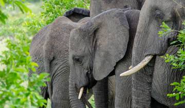 The Best 6 Days Masai Mara Safari in Kenya for 2025 & 2026. Tour