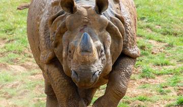 Beleef de beste 7 dagen Masai Mara Big 5 Safari voor een redelijke prijs.-rondreis