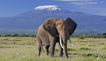 Mt. Kilimanjaro Views & Masai Mara Plains Vistas Safari Tour