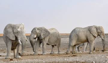 Ultimate 9 days Serengeti Wildlife Experience Safari with Reasonable Price. Tour