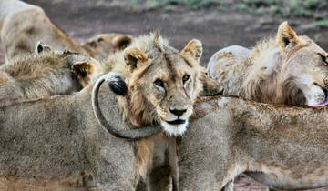 6 Day Safari Big Five at Selous and Ruaha Tour