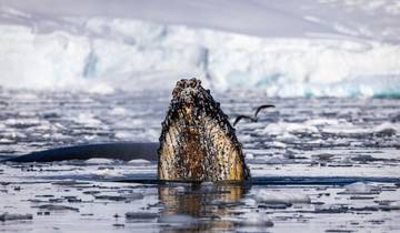 Le meilleur de l\'Antarctique : Découverte des baleines circuit