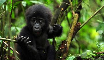 9 Days Primate and Wildlife Safari