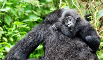Uganda: Wildtier und Gorilla Safari - 6 Tage Rundreise