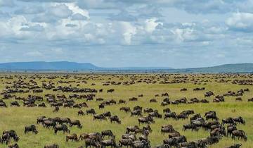 Extraordinary 10-Day Masai Mara Wildebeest Migration Safari with reasonable price. Tour