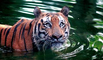 In Search Of Tigers By Sunderbans Luxury River Cruise [West Bengal], Tiger Safaris - Taj Mahal - Village Safaris [Rajasthan] 17 Days. Tour