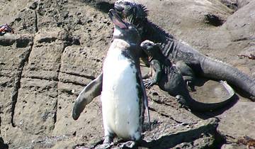Découvrez les joyaux cachés des îles Galápagos : Santa Cruz et Isabela circuit