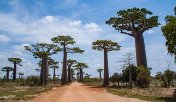 Tsiribihina River Expedition and Alley of Baobab Tour
