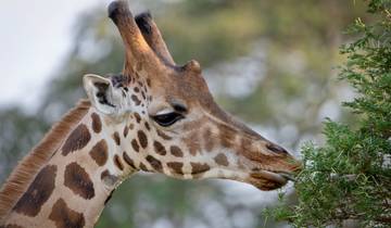 10 Days Uganda wildlife and Primate Trekking Safari Tour