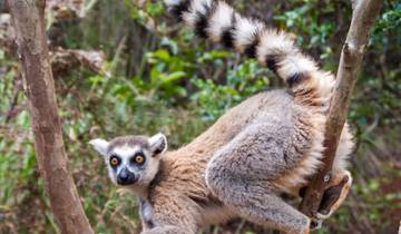 Madagascar Lemurs and Waterfall Nearby Antananarivo Tour