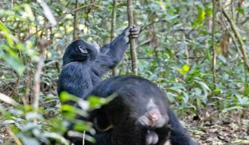 5 Days Rwanda Primate Adventure Safari Tour