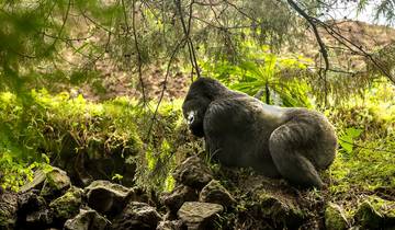 2 dagen GORILLATREKKING IN BWINDI VANUIT KIGALI/RWANDA-rondreis