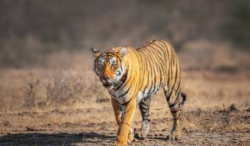 4 Days Guided tour of Golden Triangle and Ranthambore Tiger Jeep Safari Tour