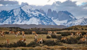 Puerto Natales & Paine Towers Tour