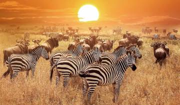 3 days Serengeti & Ngorongoro Fly-in Lodge safari from Zanzibar