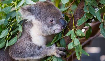 14 Days in Eastern Australia, incl. Sydney and Cairns