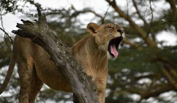 6 Dagen Het Beste Van Kenia Huwelijksreis Safari-rondreis