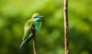 Sri Lanka Chirping Trails