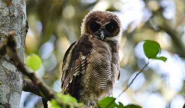 Sri Lanka Chirping Trails