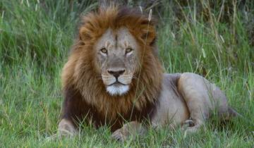 Kalahari-Löwen, Springböcke und Lechwe-Antilopen