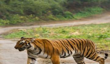 Uncovering the Wonders of India: A 26-Day Wildlife Tour Tour