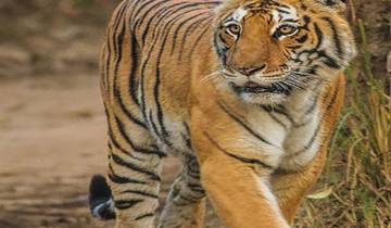 26 Days in India Wildlife Tour, incl. Delhi and Kolkata