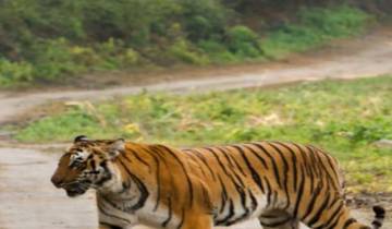 26 Days in India Wildlife Tour, incl. Delhi and Kolkata