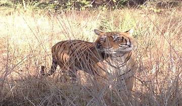 26 Days in India Wildlife Tour, incl. Delhi and Kolkata