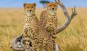 Safari de 7 jours pendant la saison de mise bas et la grande migration circuit