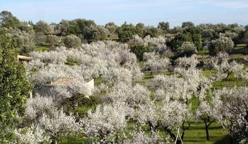 Mallorca zur Mandelblüte erwandern (8 Tage)