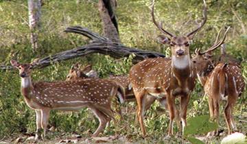 5 Days of Bandipur National Park with Wayanad(ALL INCLUSIVE) Tour