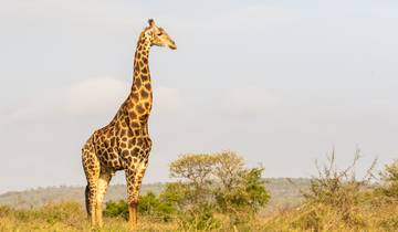 Stunning 3 Days Nyerere National Park Safari Tour