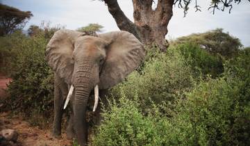 Unforgettable 4 Days Nyerere National Park Safari Tour