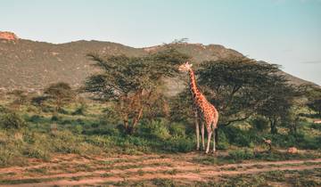 Stupendous 7 Days Mikumi, Udzungwa and Ruaha National Park Safari Tour