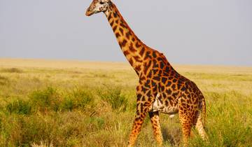 3-Day Fly-In Serengeti Safari from Zanzibar Tour
