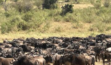 7-Day Great Migration Safari Tanzania Tour